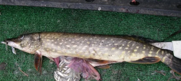 northernpike030724