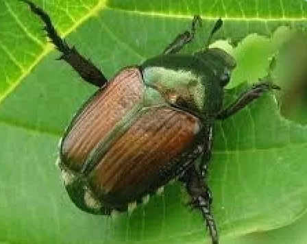 japanesebeetle040124