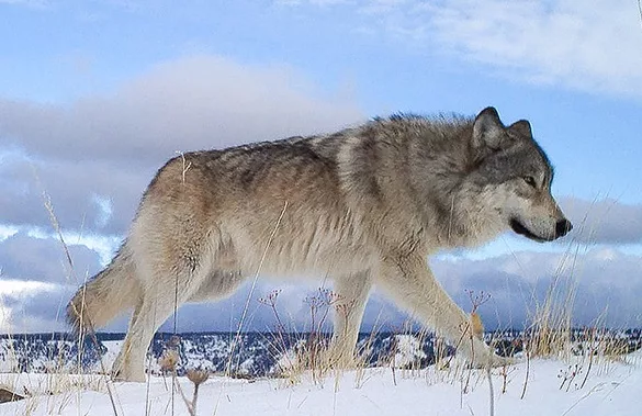 odfwgraywolf010225