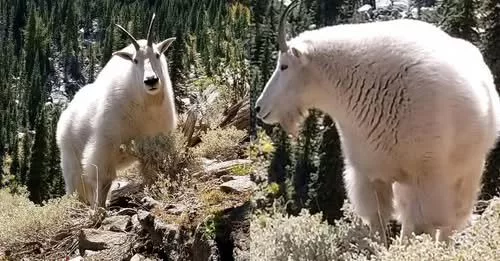 id-fish-game-mountain-goat