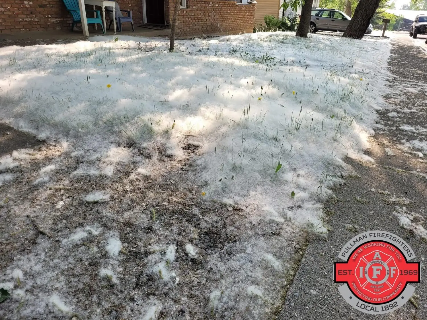 cottonwood-fluff