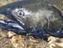 chinook-salmon