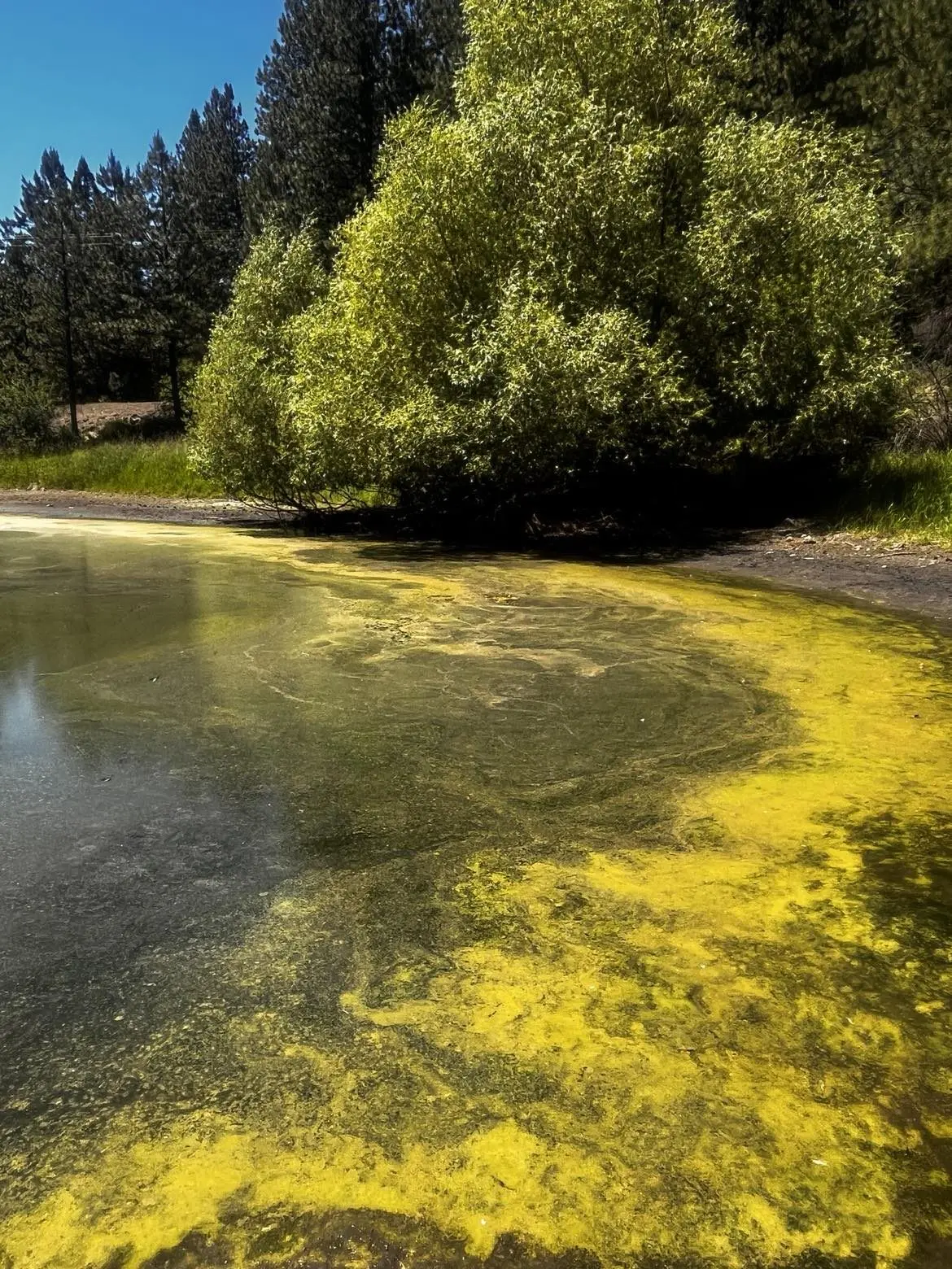 winchester-lake-cyanobacteria-bloom_1