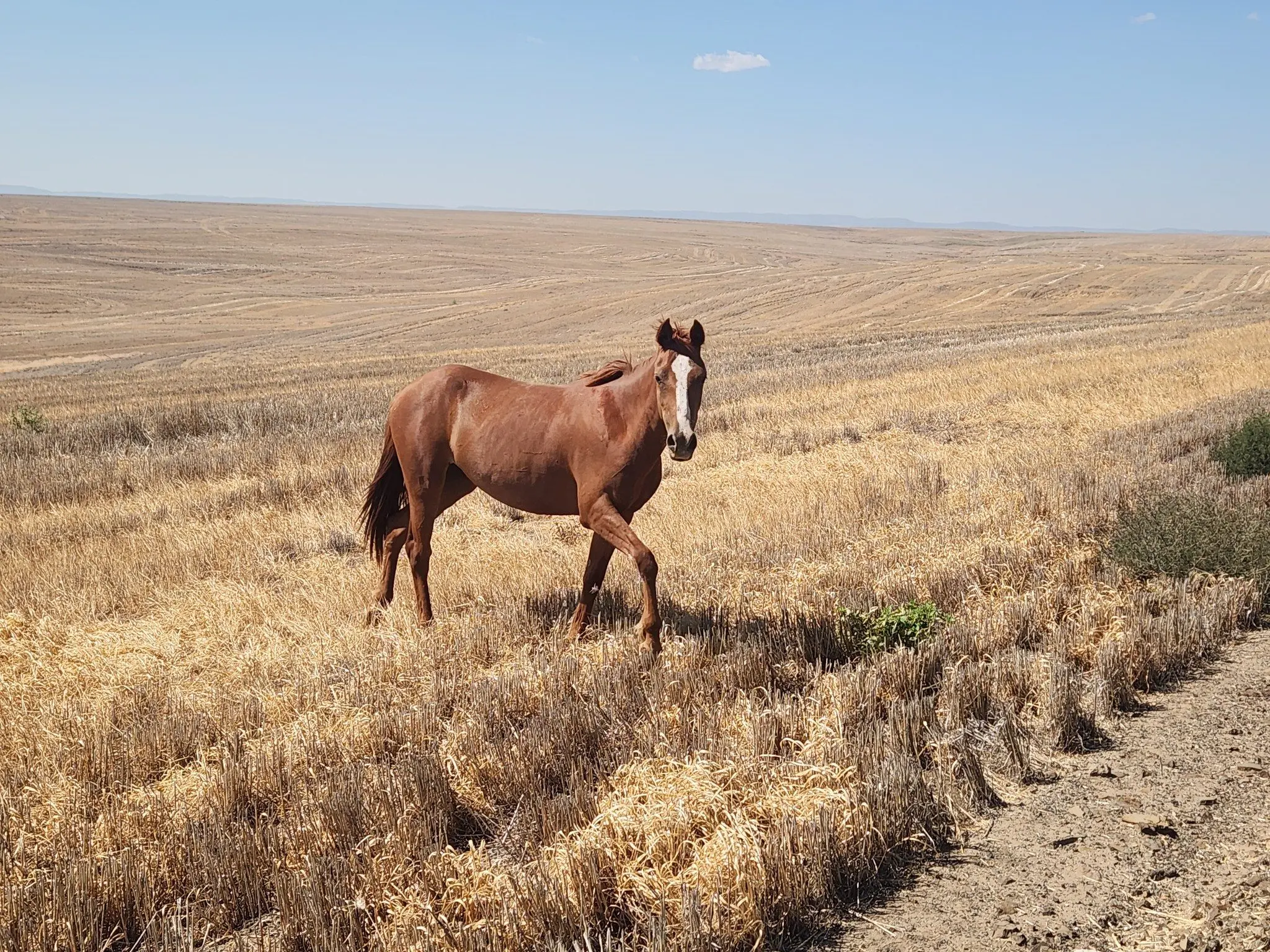 acso-horse2