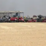 knotgrassrdfire_13aug2025_20