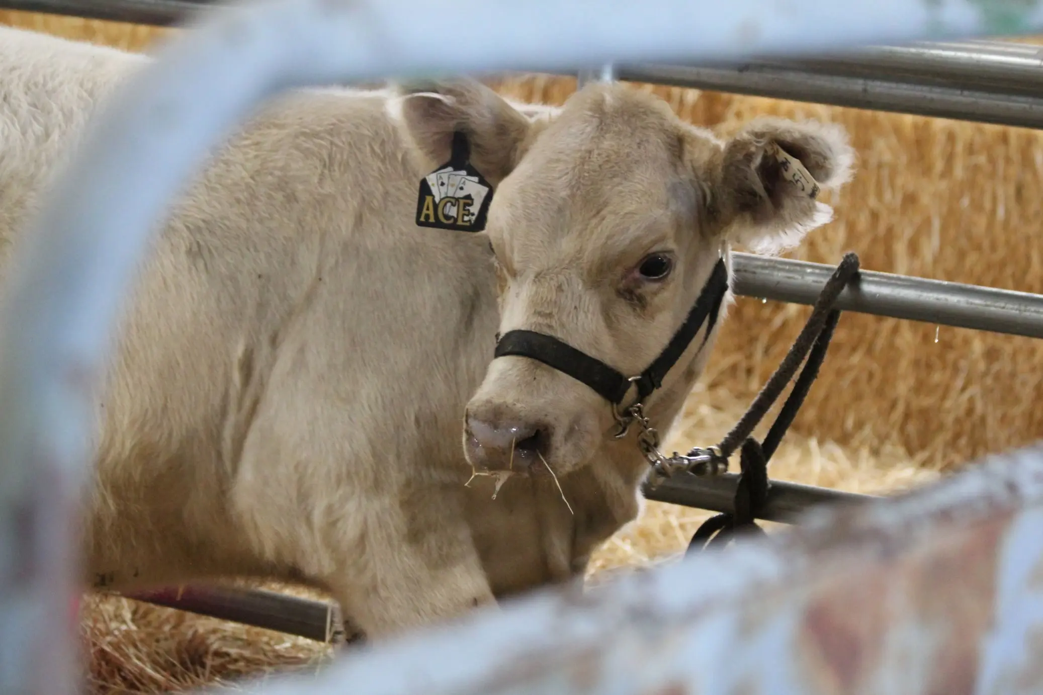 nez-perce-county-fair-2025_weds_13