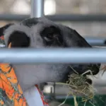 nez-perce-county-fair-2025_weds_16