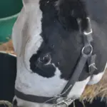 nez-perce-county-fair-2025_weds_20