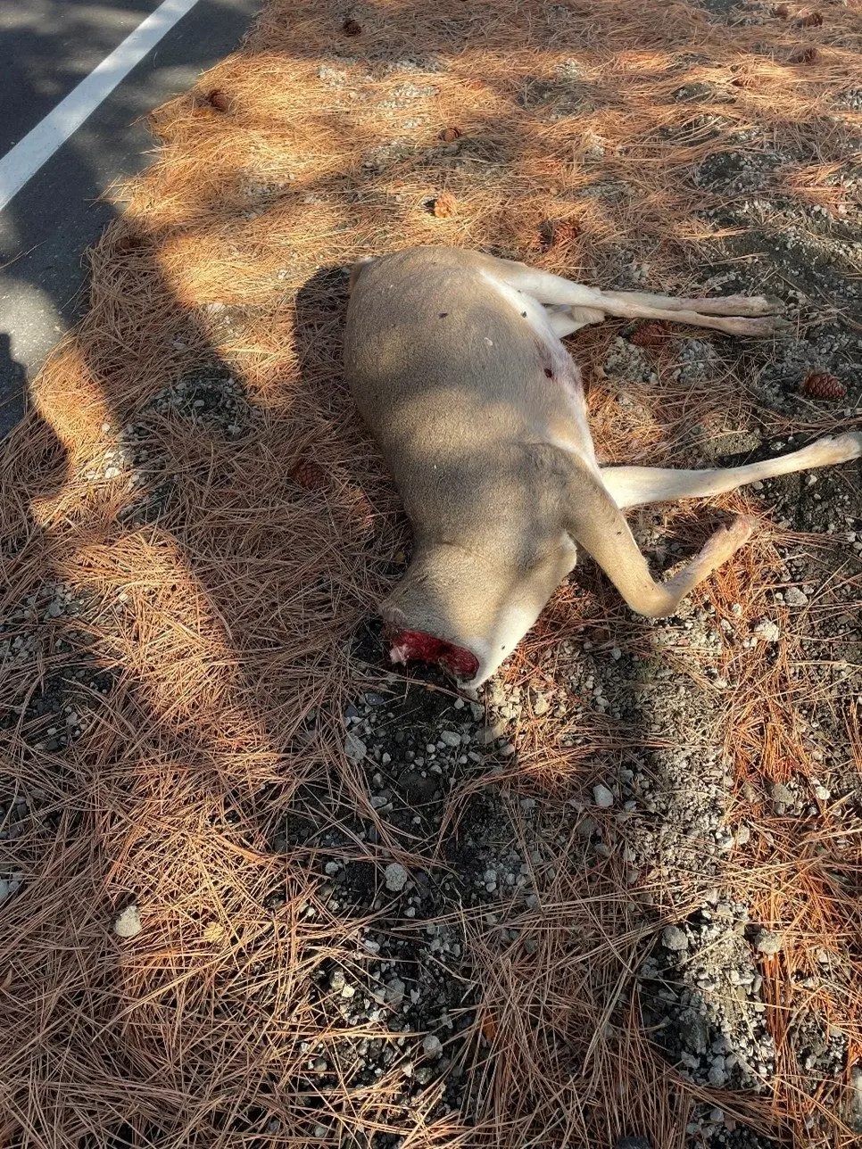 wasted-buck-n-idaho-grade