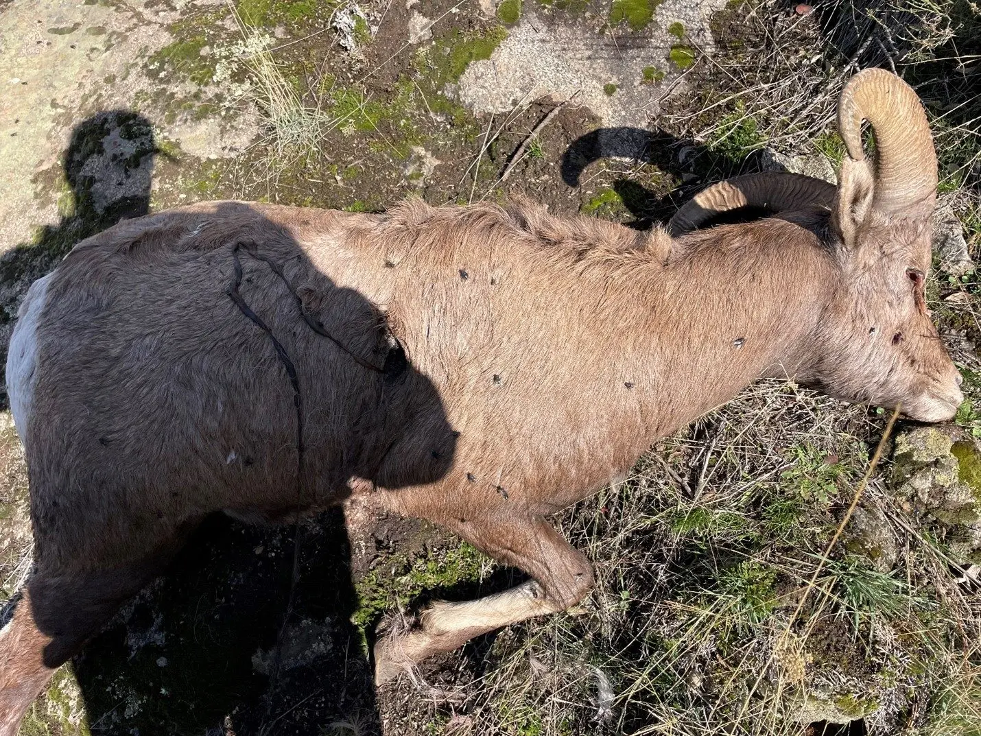 poached-bighorn-sheep