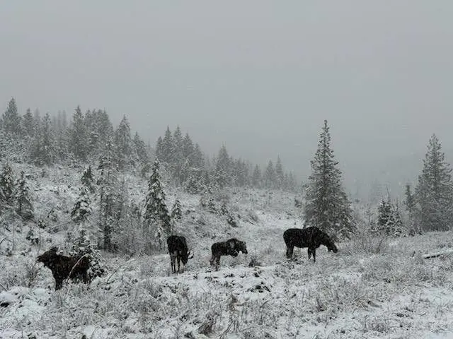 university-of-idaho-moose