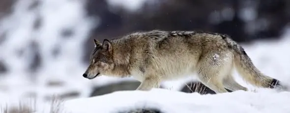 wolf-2-_-id-fish-game