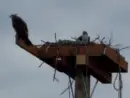 osprey-nest