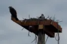 osprey-nest