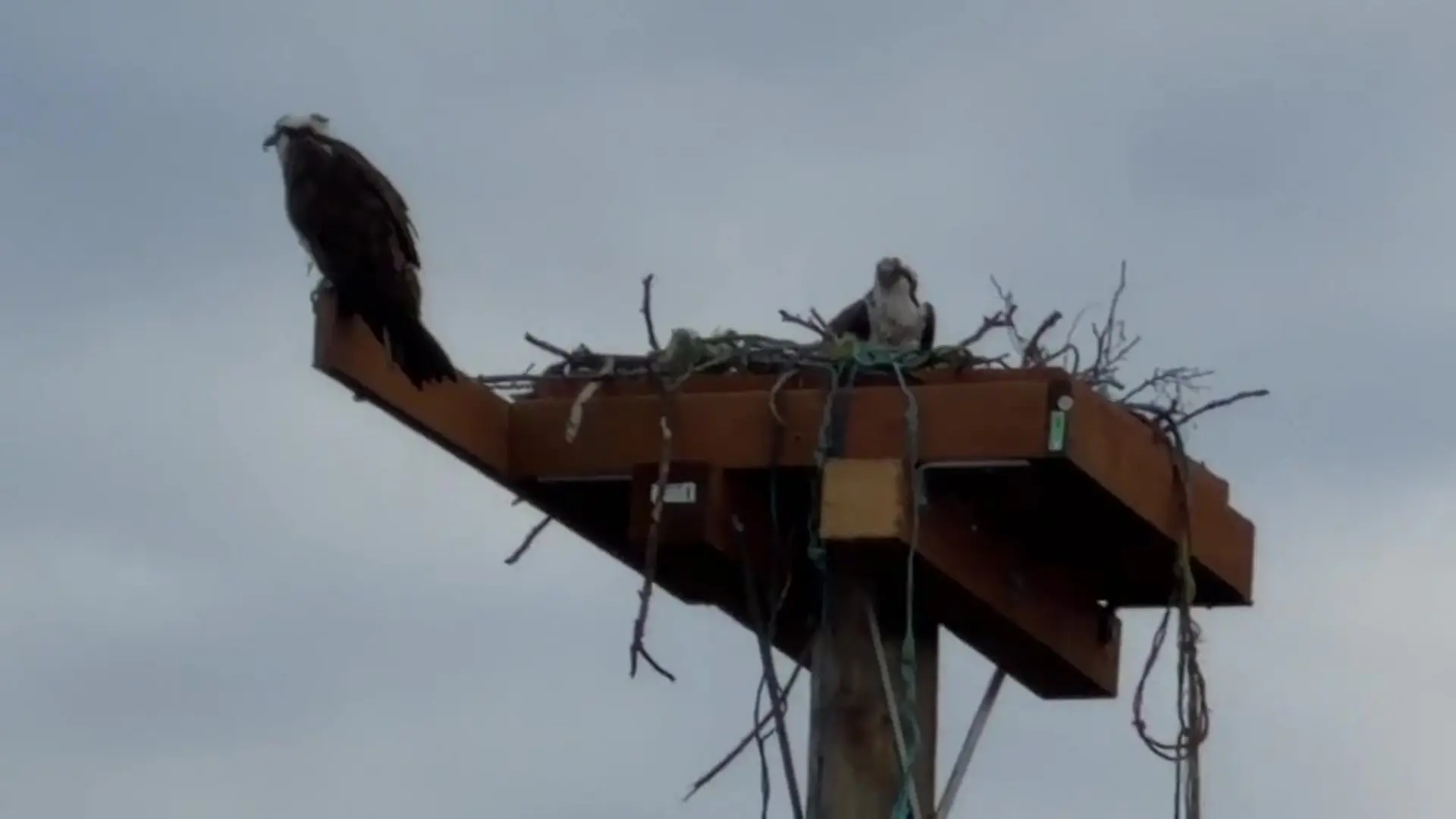 osprey-nest