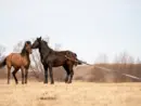 horses