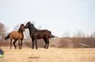 horses