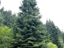 2026-selected-tree