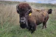 bison-herd-pic