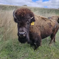 bison-herd-pic