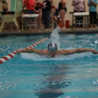 bison-swimming-pic-1