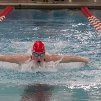 bison-swimming-pic-7