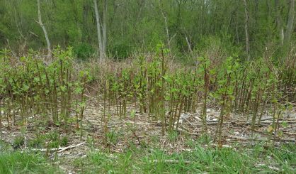 photo-2-knotweed-patch-3-weeks-later-2