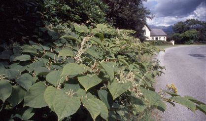 japaneseknotweed-2