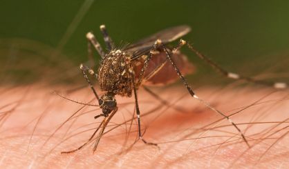mosquito-7
