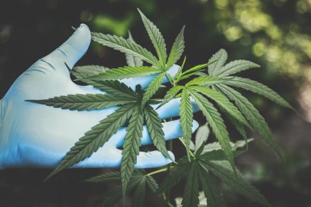 Green-lit: Dowagiac 'opts-in' to marijuana businesses - Vimarsana News
