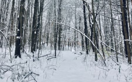 New Land Preserve Created In Buchanan Township - Vimarsana News