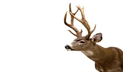 deer-safe-364535