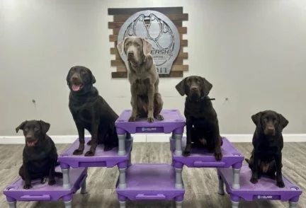 ggerfeeg-768x523278792-1