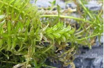 hydrilla2904836