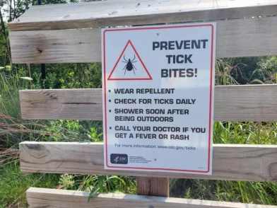 ticks-2-768x576882717-1