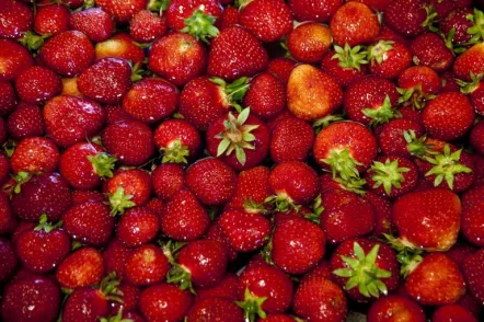 strawberries-safe-3-768x511338960-1