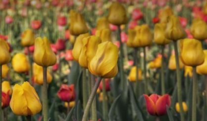 tulipsgood-2