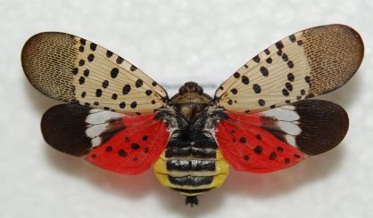 spottedlanternfly