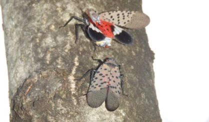 spottedlanternfly-2