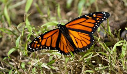 monarch-butterfly-safe