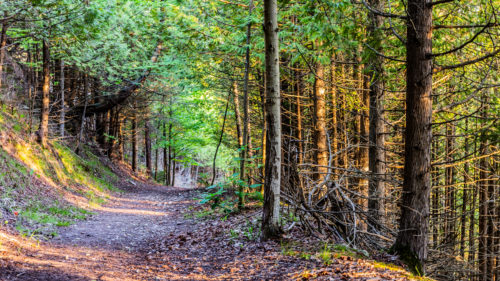 covid-money-trails-500x281-1-2
