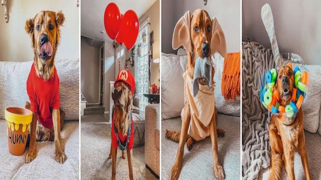 This dog is winning Halloween with his 31 amazing costumes - Vimarsana News