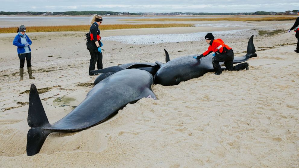 Pilot whales remain close to shore following stranding event - Vimarsana News