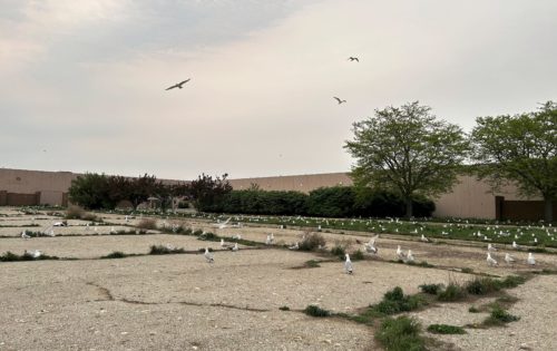 seagulls-orchards-mall-500x31562537-1