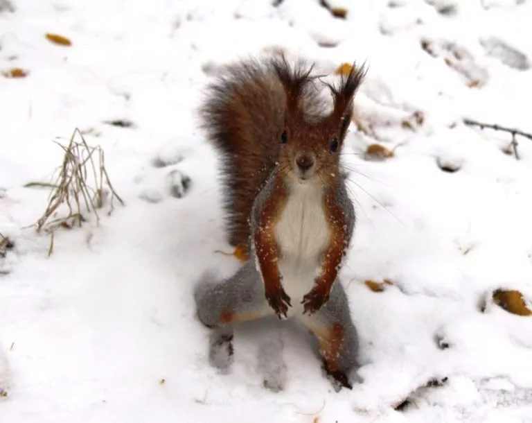 squirrel-safe-768x610813299-1