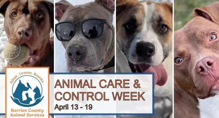 4rf4erf-768x414991899-1