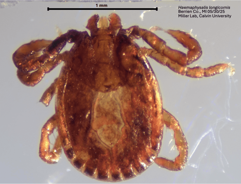 asian-longhorn-tick-1-768x589617727-1