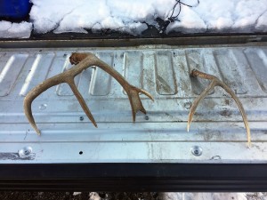DWR officers seized these shed antlers from the person who illegally collected them.  The person who collected them now faces a fine of up to $1,000.