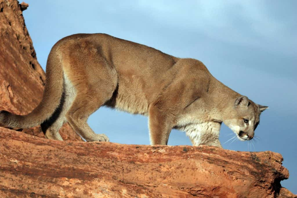 Dwr Recommends Slight Increase In Cougar Hunting Permits 