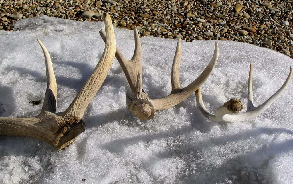 ethics-course-required-before-gathering-shed-antlers-in-utah-castle